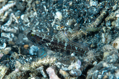 Cryptocentrus sericus