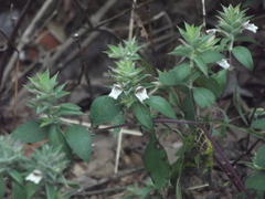 Lepidagathis cuspidata