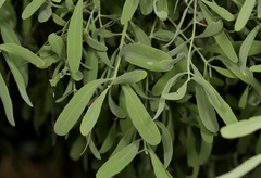 Salvadora australis