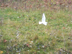 Chroicocephalus ridibundus