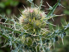 Cirsium verutum