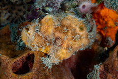 Abantennarius nummifer