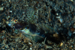 Tomiyamichthys
