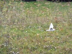 Chroicocephalus ridibundus