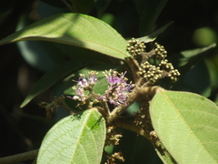 Callicarpa tomentosa