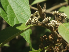 Callicarpa tomentosa