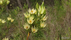 Leucadendron loeriense