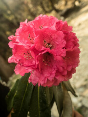 Rhododendron arboreum