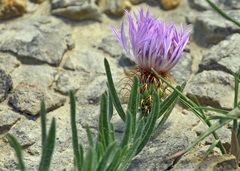 Centaurea linifolia