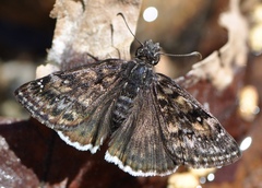 Erynnis pacuvius