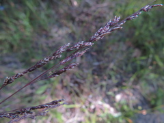Poa clelandii