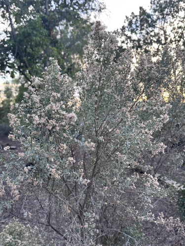iNaturalist observation photo of coyote brush