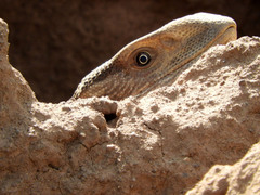 Varanus albigularis microstictus