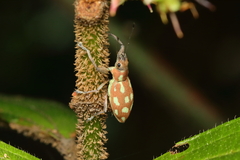 Naupactus bellus