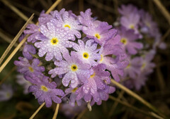 Primula denticulata