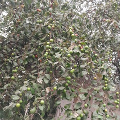 Ziziphus mauritiana