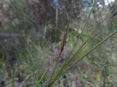 Poa clelandii