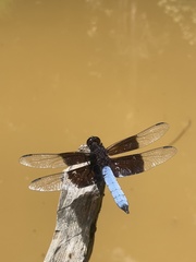 Thermorthemis madagascariensis