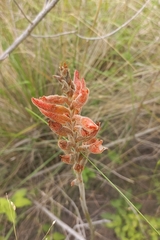 Sacoila lanceolata