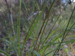 Poa clelandii