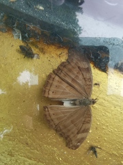 Junonia iphita