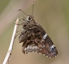 Codatractus arizonensis
