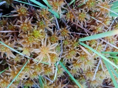 Sphagnum pulchrum