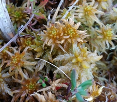 Sphagnum pulchrum