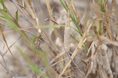 Gnathamitermes