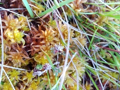 Sphagnum pulchrum