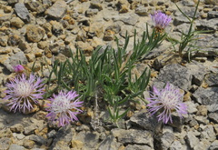 Centaurea linifolia