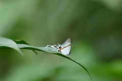Hypolycaena