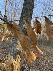 Castanea mollissima