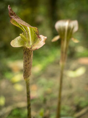 Arisaema nepenthoides