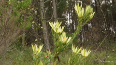 Leucadendron loeriense