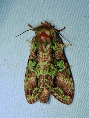 Oxoia smaragdiplena