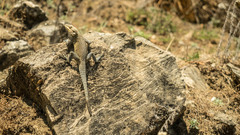 Laudakia tuberculata