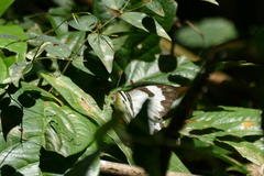Belenois sudanensis