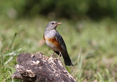 Turdus hortulorum
