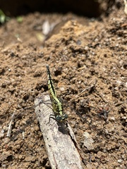 Acisoma attenboroughi