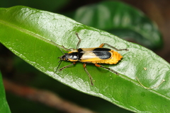 Chauliognathus cardiaspis