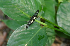 Acraea parrhasia