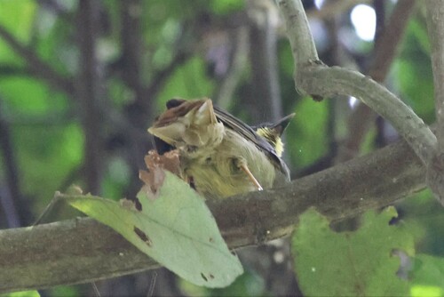 Yellow-whiskered Greenbul (Eurillas latirostris), photo 7