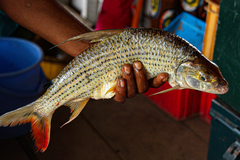 Hydrocynus vittatus