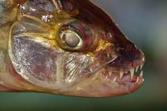 Hydrocynus vittatus