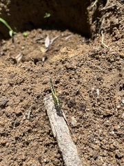 Acisoma attenboroughi