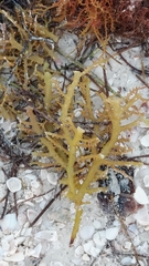 Sargassum fluitans