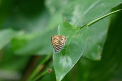 Neurellipes scintillula