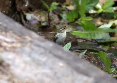 Phylloscopus inornatus