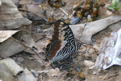 Charaxes castor